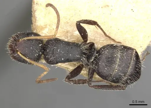 Camponotus brevis - CASENT0910691