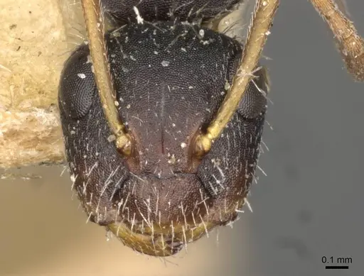 Camponotus brevis - CASENT0910691