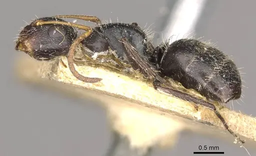 Camponotus brevis - CASENT0910691