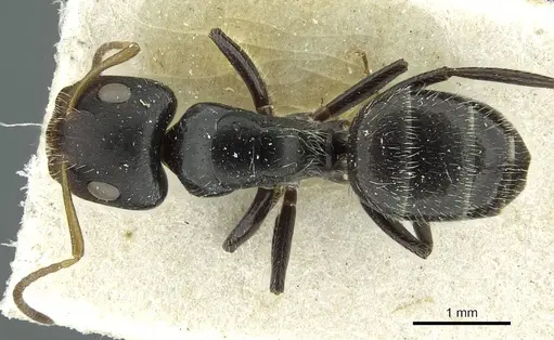 Camponotus brevis - CASENT0911724