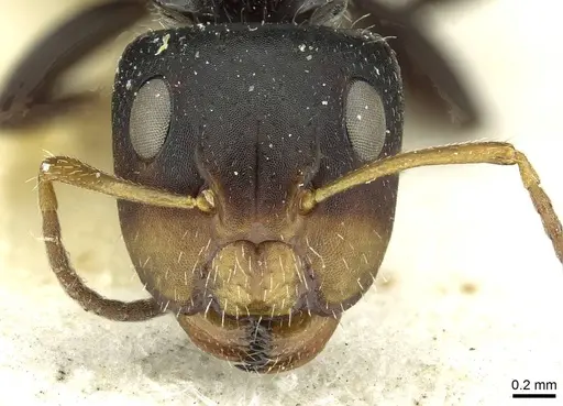 Camponotus brevis - CASENT0911724