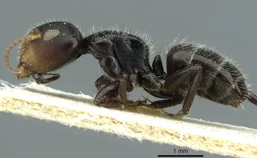 Camponotus brevis - CASENT0911724