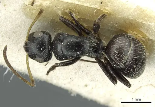Camponotus brevis - CASENT0911725