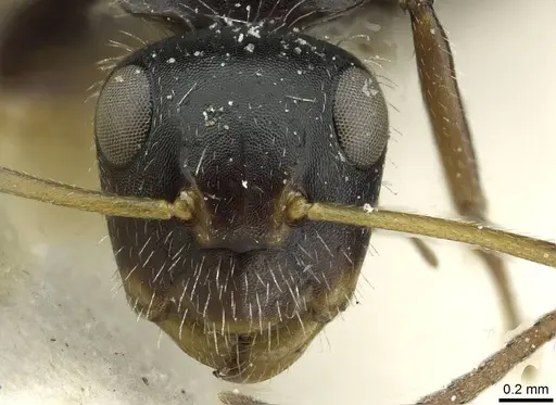 Camponotus brevis - CASENT0911725