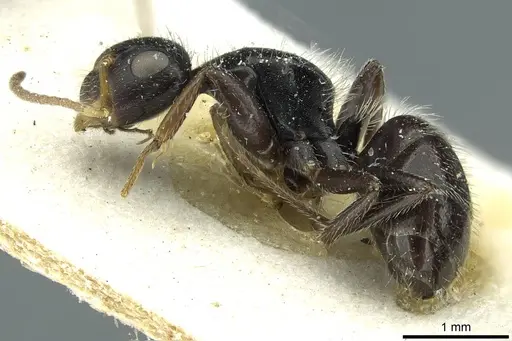 Camponotus brevis - CASENT0911725