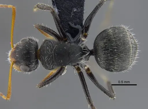 Camponotus brevis - CBUMAGENT41785