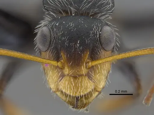 Camponotus brevis - CBUMAGENT41785