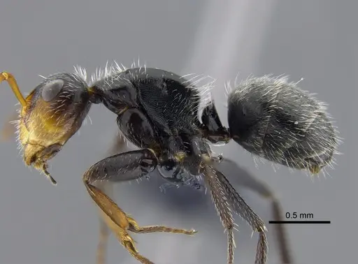 Camponotus brevis - CBUMAGENT41785