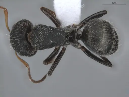 Camponotus brevis - ECOFOG-KR17-0001-04