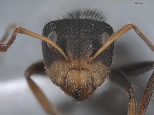 Camponotus brevis - ECOFOG-KR17-0001-04