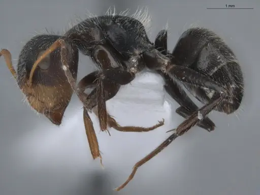 Camponotus brevis - ECOFOG-KR17-0001-04