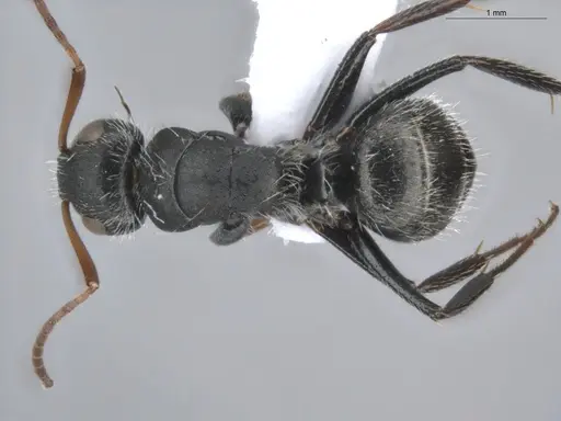 Camponotus brevis - ECOFOG-KR20-0039-09