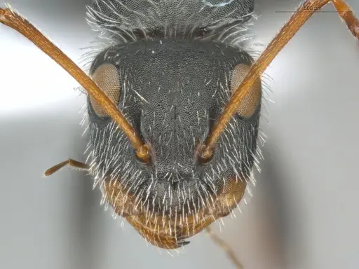 Camponotus brevis - ECOFOG-KR20-0039-09