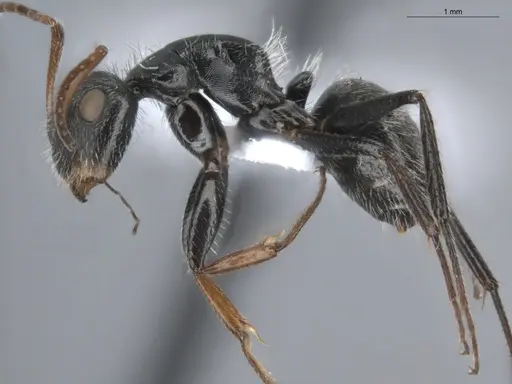 Camponotus brevis - ECOFOG-KR20-0039-09