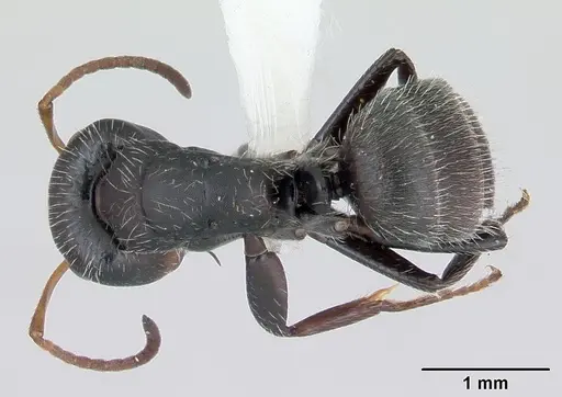 Camponotus brevis - INBIOCRI001282798