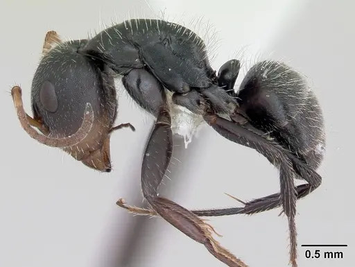 Camponotus brevis - INBIOCRI001282798