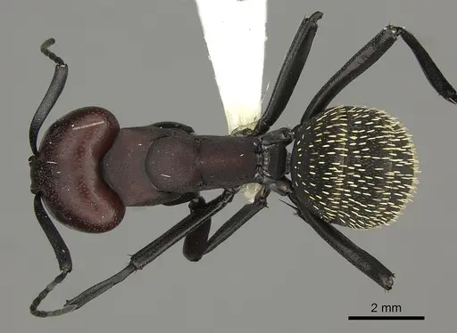 Camponotus brevisetosus specimen