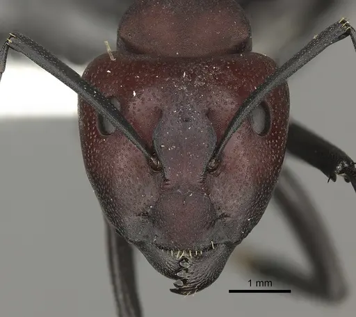 Camponotus brevisetosus specimen
