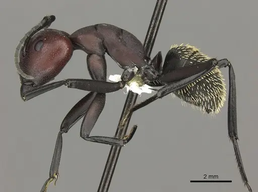Camponotus brevisetosus specimen