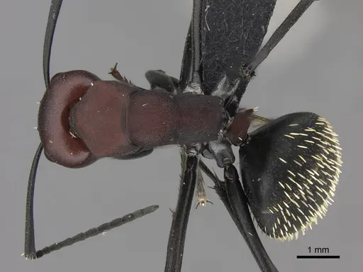 Camponotus brevisetosus - CASENT0235242