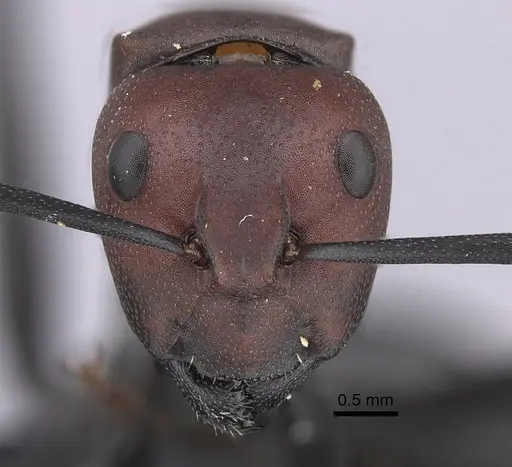 Camponotus brevisetosus - CASENT0235242