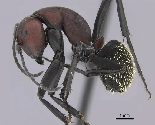 Camponotus brevisetosus - CASENT0235242