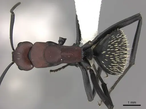 Camponotus brevisetosus - CASENT0235243