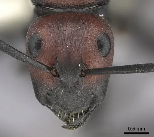 Camponotus brevisetosus - CASENT0235243