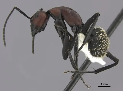 Camponotus brevisetosus - CASENT0235243