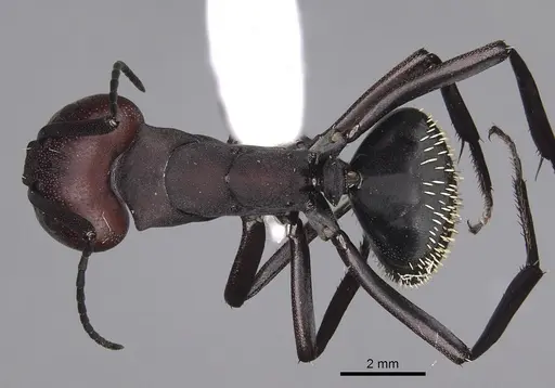 Camponotus brevisetosus - CASENT0280304