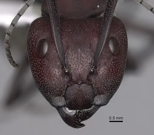 Camponotus brevisetosus - CASENT0280304