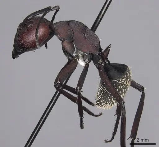 Camponotus brevisetosus - CASENT0280304