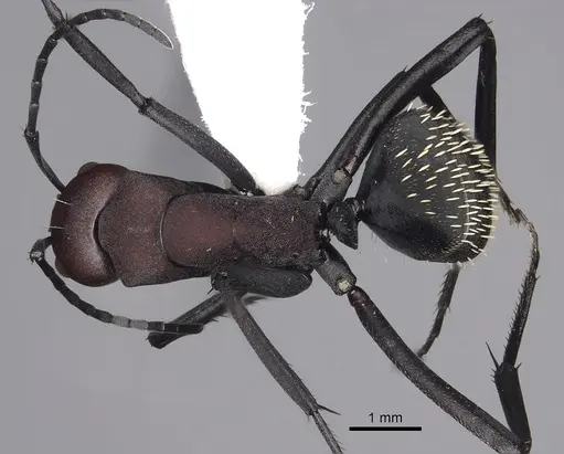 Camponotus brevisetosus - CASENT0280305