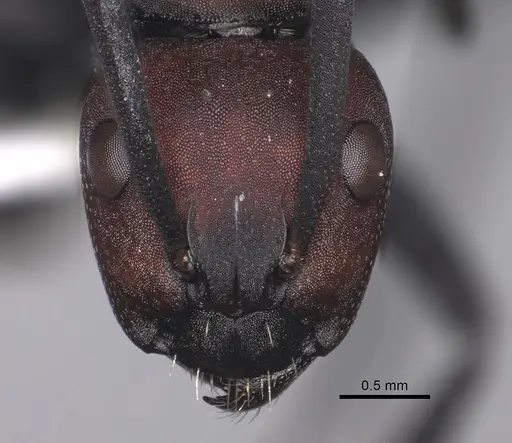 Camponotus brevisetosus - CASENT0280305