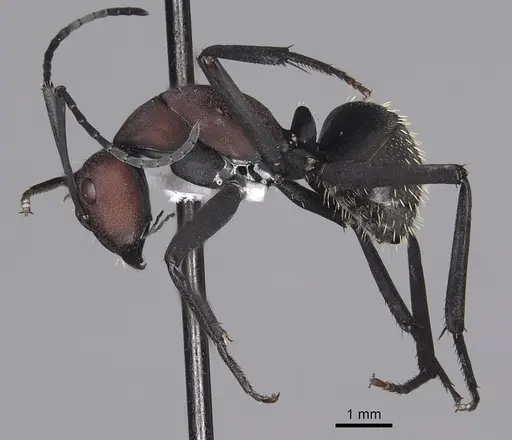 Camponotus brevisetosus - CASENT0280305