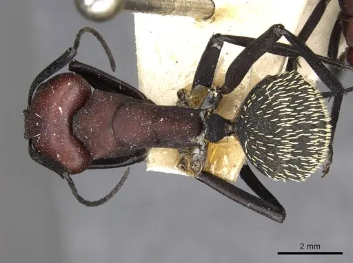 Camponotus brevisetosus - CASENT0910450