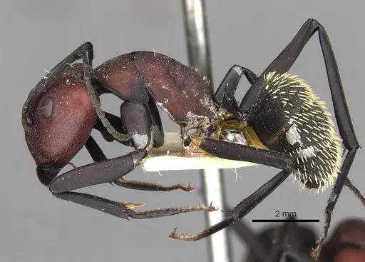 Camponotus brevisetosus - CASENT0910450