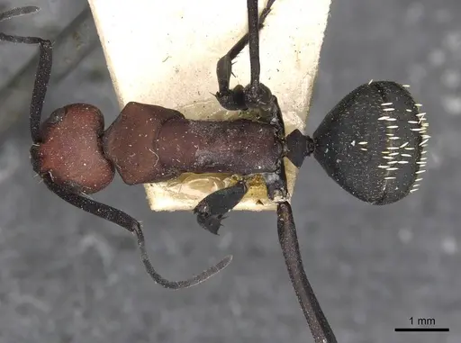 Camponotus brevisetosus - CASENT0910451