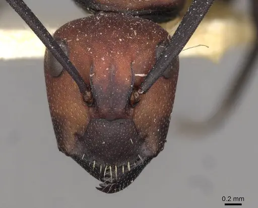 Camponotus brevisetosus - CASENT0910451