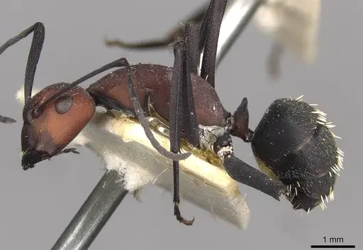 Camponotus brevisetosus - CASENT0910451