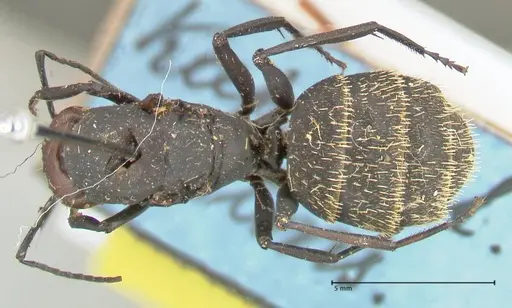 Camponotus brevisetosus - FOCOL2465