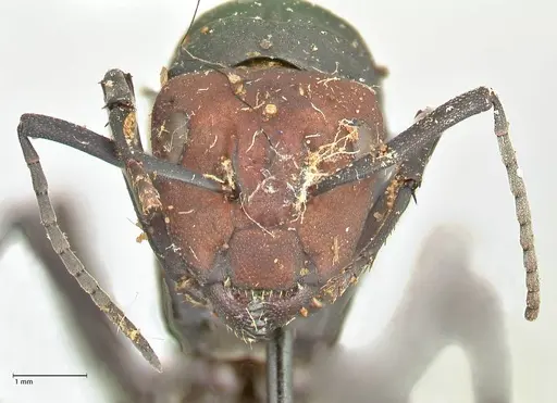 Camponotus brevisetosus - FOCOL2465