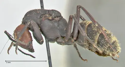 Camponotus brevisetosus - FOCOL2465