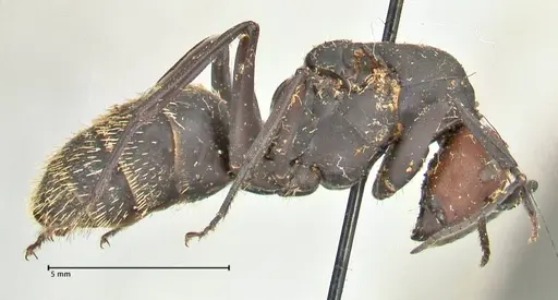 Camponotus brevisetosus - FOCOL2465