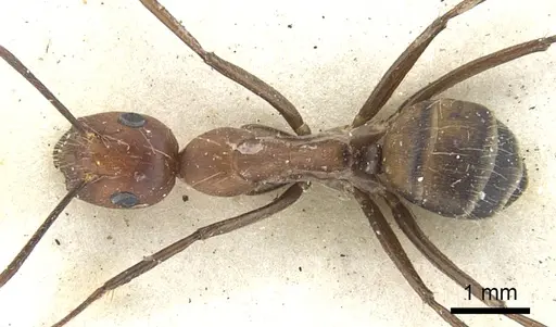 Camponotus britteni specimen