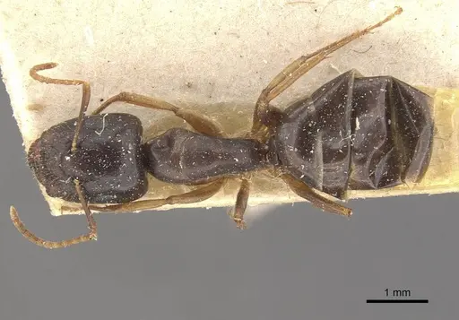 Camponotus brookei specimen