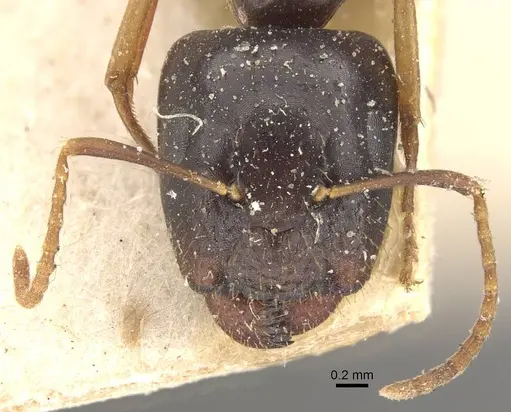 Camponotus brookei specimen