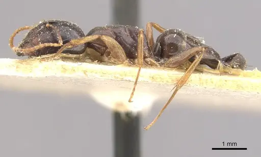 Camponotus brookei specimen