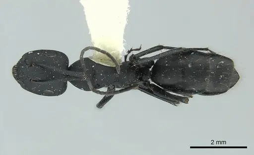 Camponotus bruchi specimen