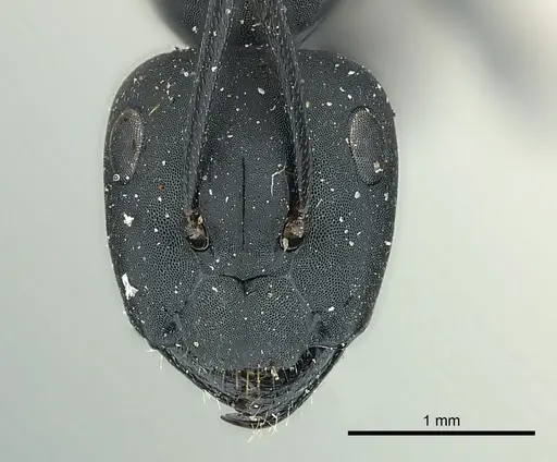 Camponotus bruchi specimen
